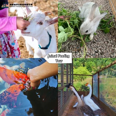 Animal Feeding Tour - Talula Hill Farm